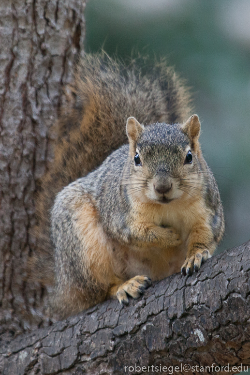 squirrel